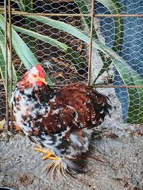 Gallo cocincina millefiori