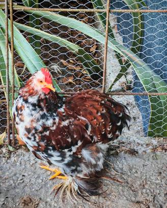 Gallo cocincina millefiori