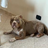 Pronto per monte. American Bully . pedegree abkc