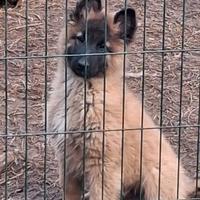 Cuccioli pastore Belga tervueren