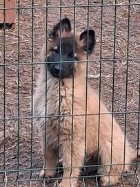 Cuccioli pastore Belga tervueren