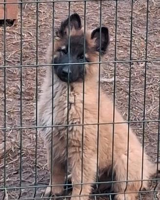 Cuccioli pastore Belga tervueren