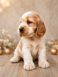 Cocker