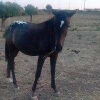 Cavallo puledro appaloosa