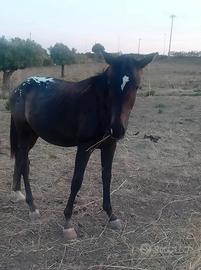 Cavallo puledro appaloosa