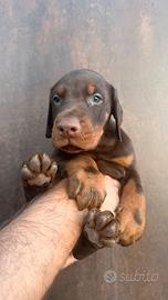 Cuccioli dobermann