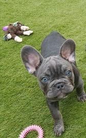 Cuccioli bulldog francesi blu M e F