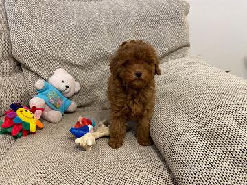 Barboncino Toy con pedigree Enci e Test