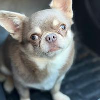 Chihuahua monta