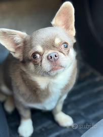 Chihuahua monta