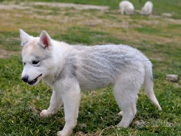Cuccioli di siberian husky