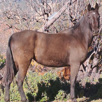 Cavalla andalusa morella