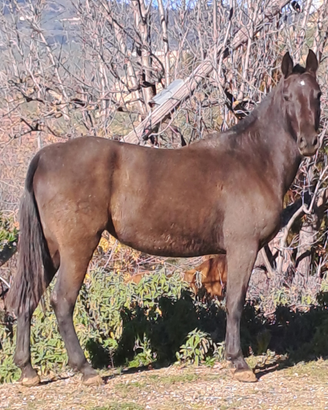 Cavalla andalusa morella