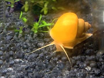 Lumache ampullarie piante caridine