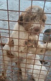 Lagotto Romagnolo con pedigree