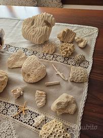 Collezione fossili