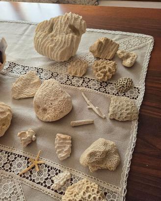 Collezione fossili