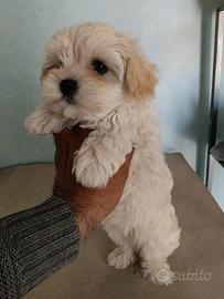 Cucciola di Maltipoo