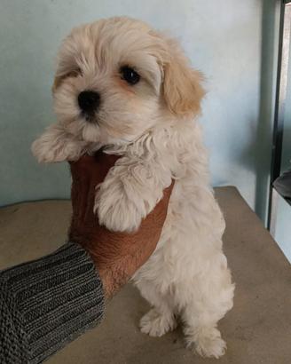 Cucciola di Maltipoo
