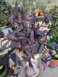 Tradescantia  pallida