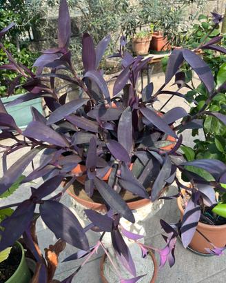 Tradescantia  pallida