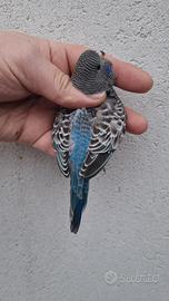 Cocorite Black face(Faccia nera)