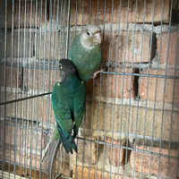 Papagalli pyrhura molinae