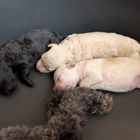 Cuccioli barboncino Toy-Nano pedigree a Natale