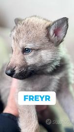 Cuccioli cane lupo cecoslovacco con pedigree