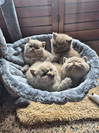 British shorthair /Scottish allevamento