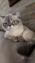 Gattina di Scottish straight