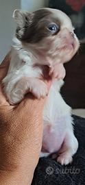 Chihuahua femmina cucciola