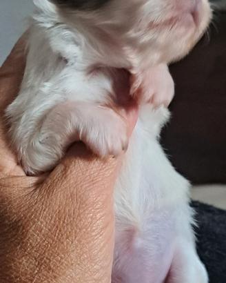 Chihuahua femmina cucciola
