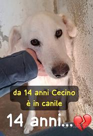 Cecino 14 anni 16/17 kg