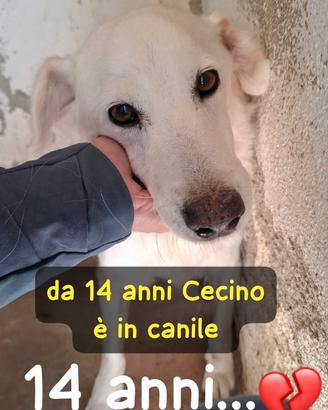 Cecino 14 anni 16/17 kg
