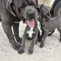 Cuccioli di cane corso