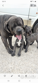 Cuccioli di cane corso