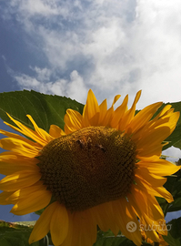 Piantine di girasole toscano