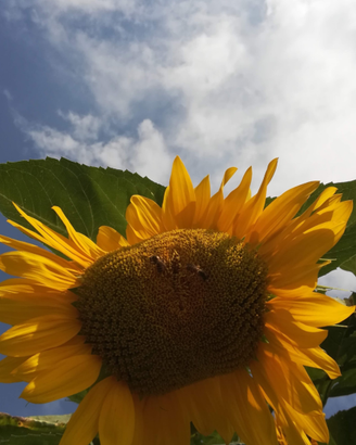Piantine di girasole toscano