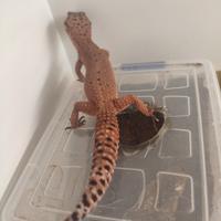 Geco leopardino
