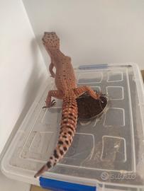 Geco leopardino