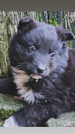 Border collie cucciola