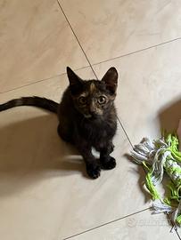 Gattina tartaruga dolcissima
