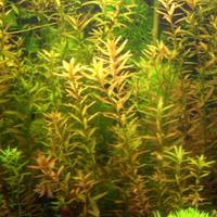 Rotala rotundifolia