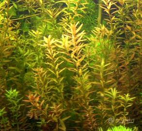 Rotala rotundifolia