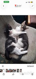 Gattini piccoli