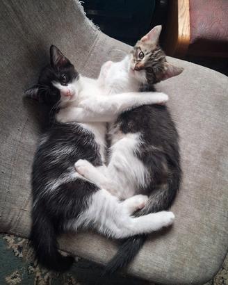 Gattini piccoli