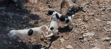 Cuccioli di setter