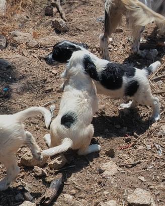 Cuccioli di setter