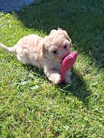 Maltipoo crema